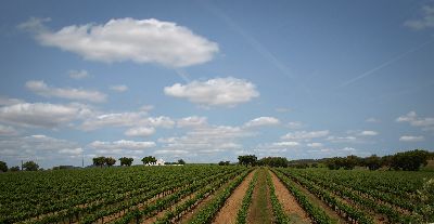 Ruta vinului de Alentejo