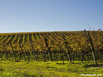 Vinurile din Centrul Portugaliei